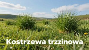 Kostrzewa trzcinowa w trawniku